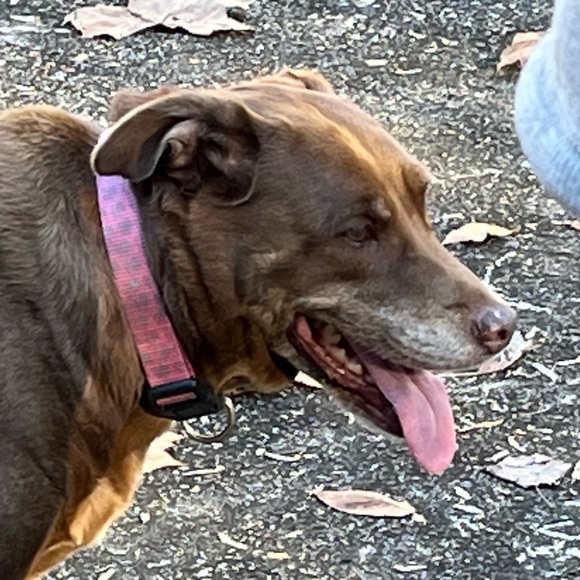 Meet your Posher, Reese - Picture 1 of 1